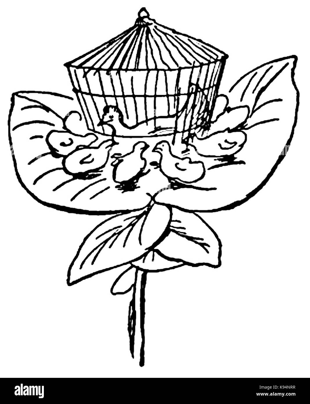 Lear Enkoopia Chickabiddia Stockfoto