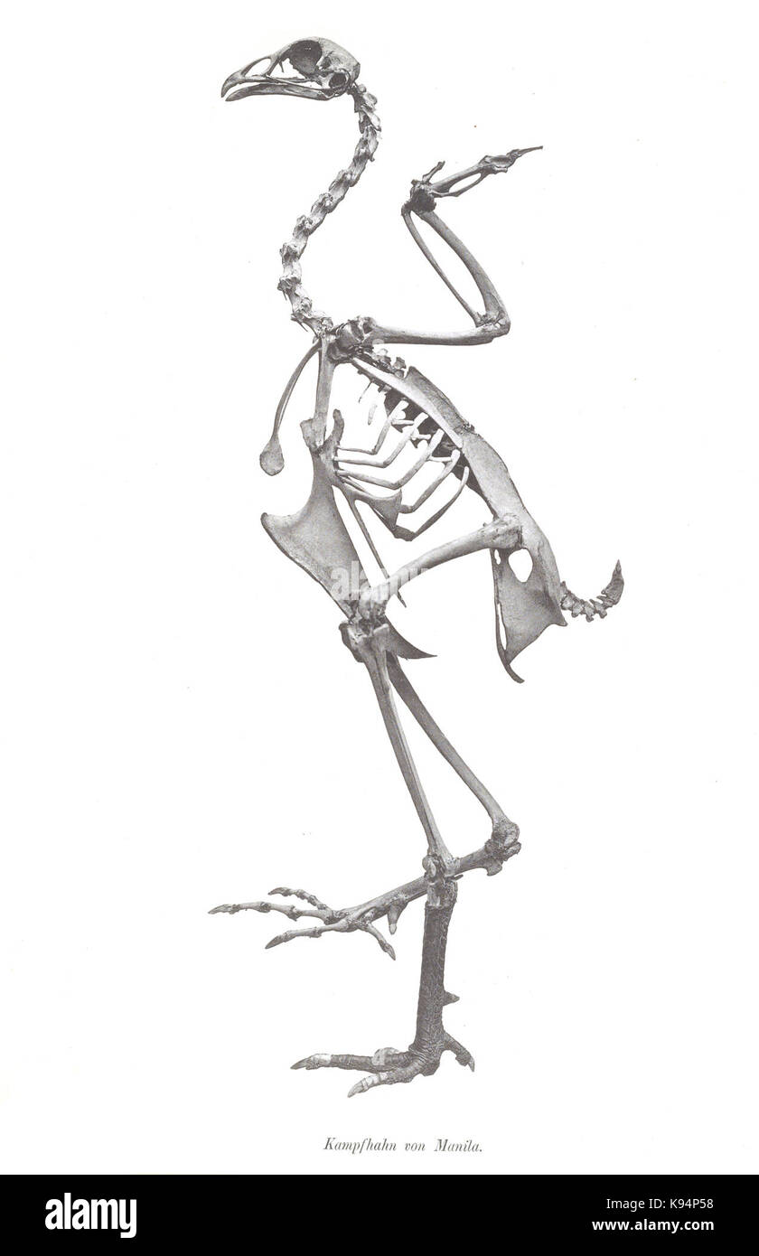 Kampfhahn Manila 12. Stockfoto