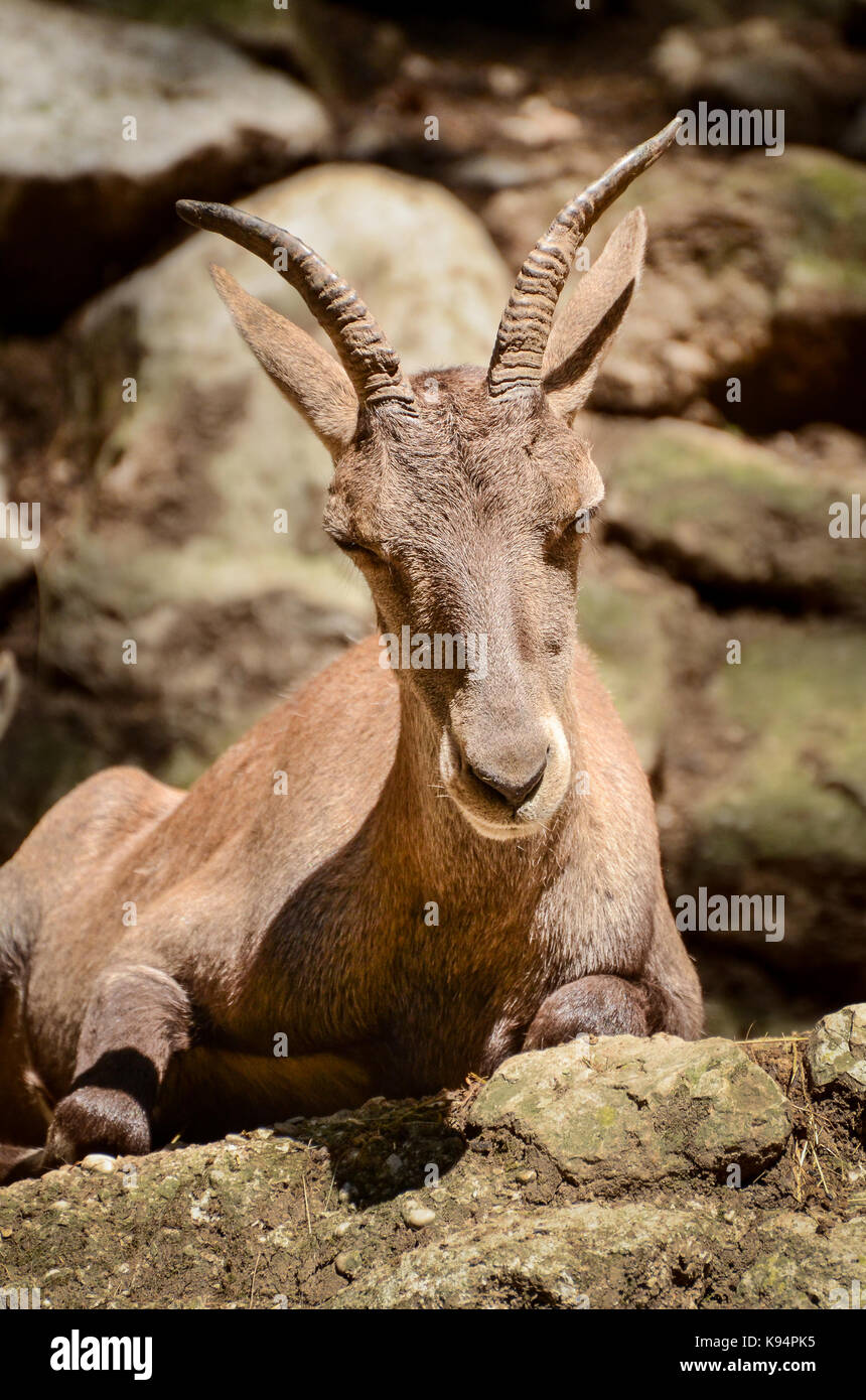 Lechwe-Antilopen ruht auf Felsen Stockfoto