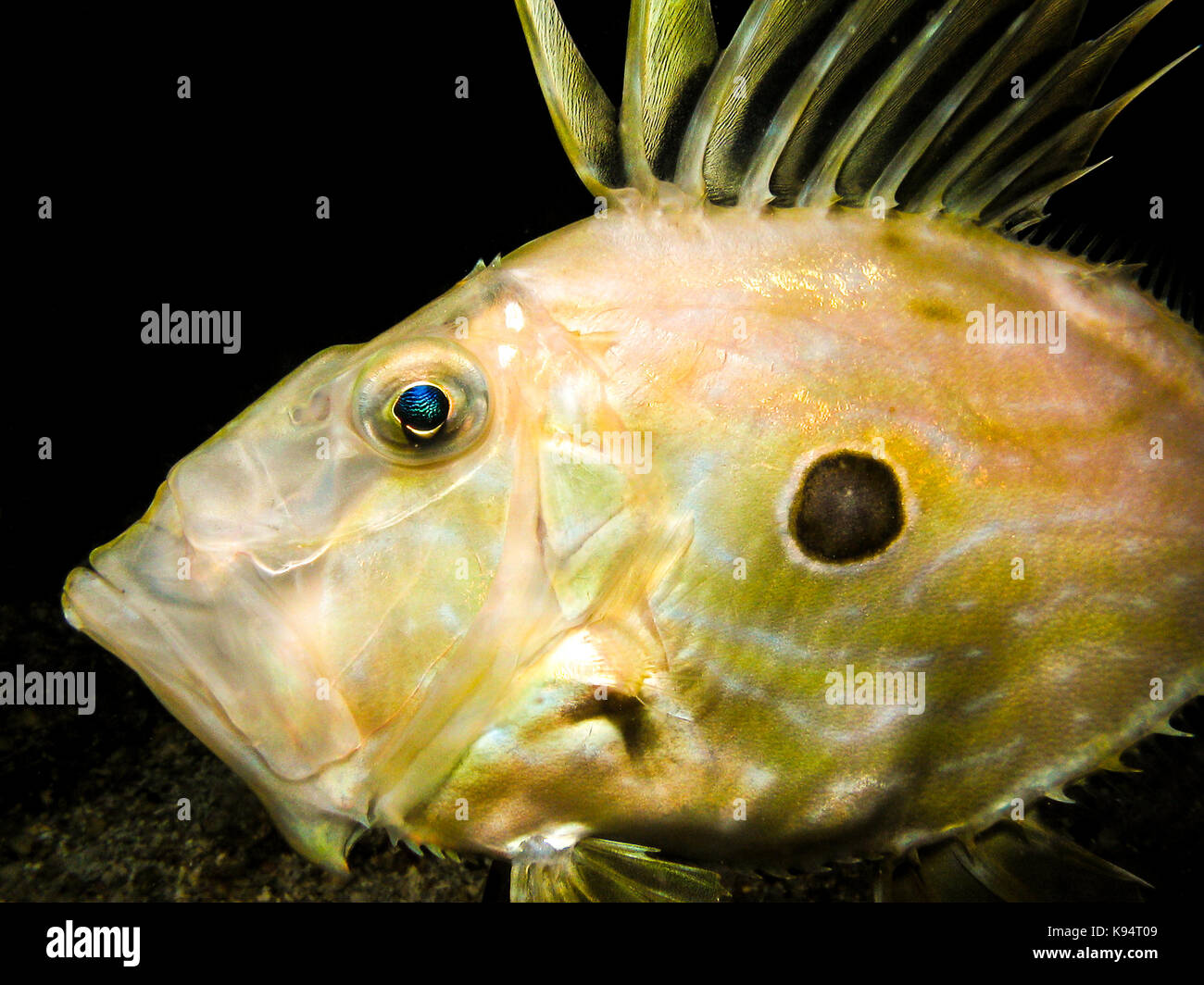 Was Ist Thunfisch Fur Ein Fisch √ Fische Adria Kroatien | Fischlexikon