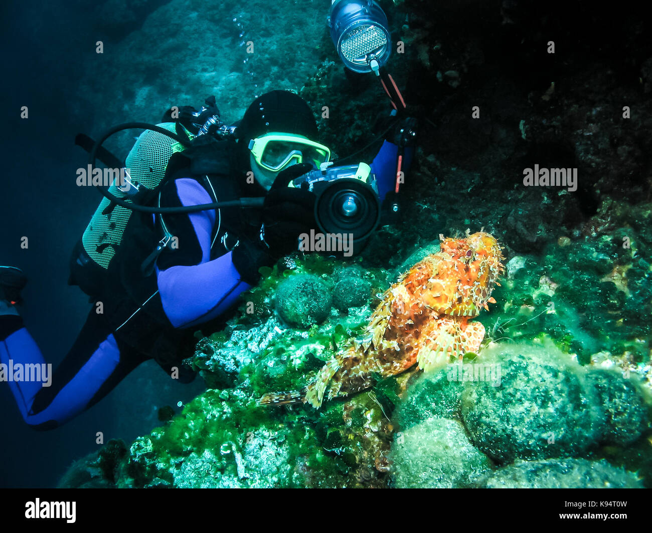 Unterwasser Fotografie, Bild von einem Skorpion Fisch. Marine Natur ambient Schuß von Scuba Aktivität und Wildlife. Aktiver urlaub und natur Stockfoto