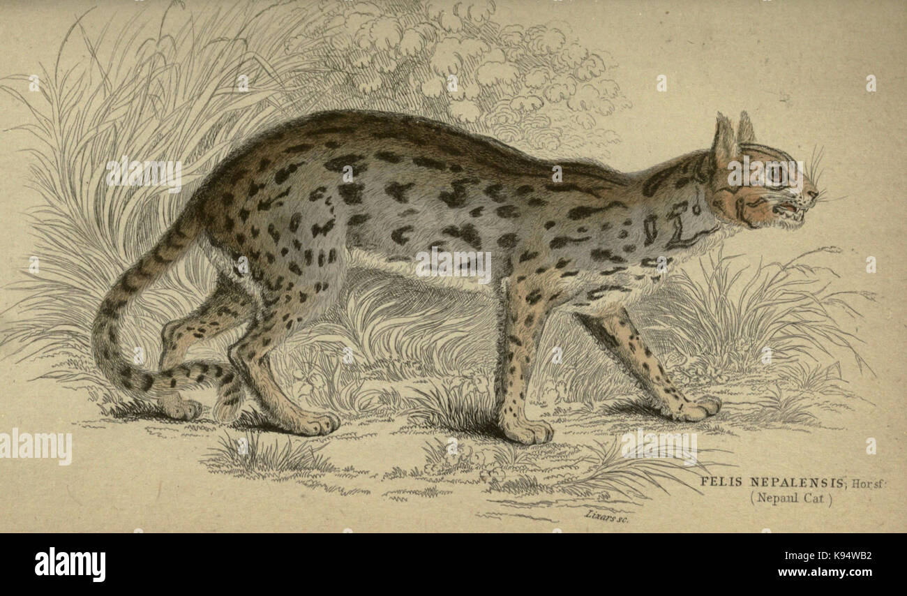 Löwen, Tiger, &c., &c (Platte XXIII) (6505578525) Stockfoto