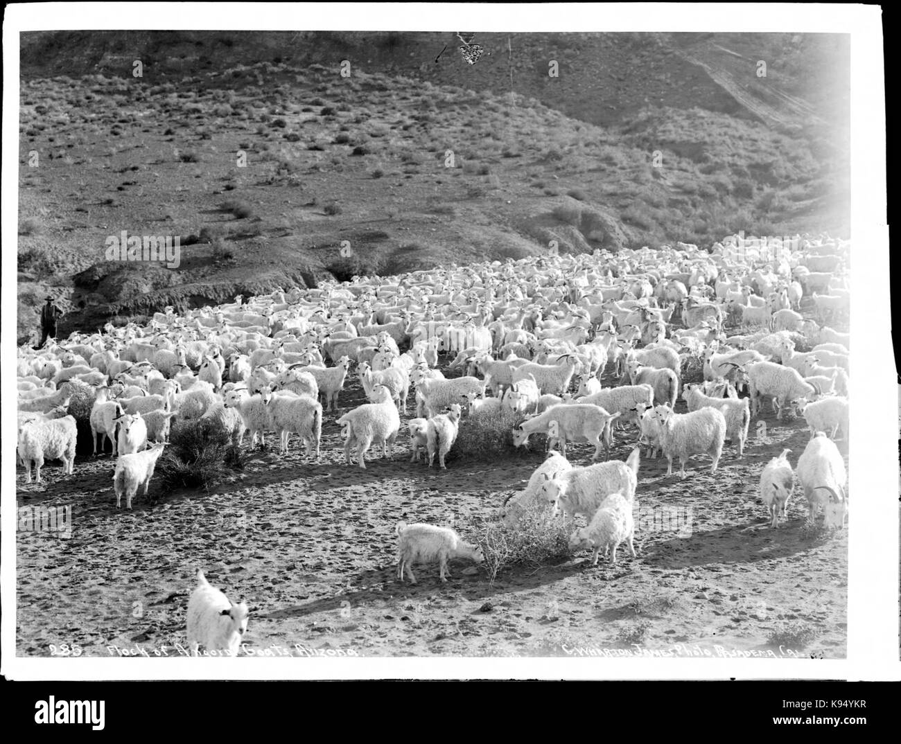 Große Herde von Angora Ziegen in Arizona, Ca. 1900 (CHS4640) Stockfoto