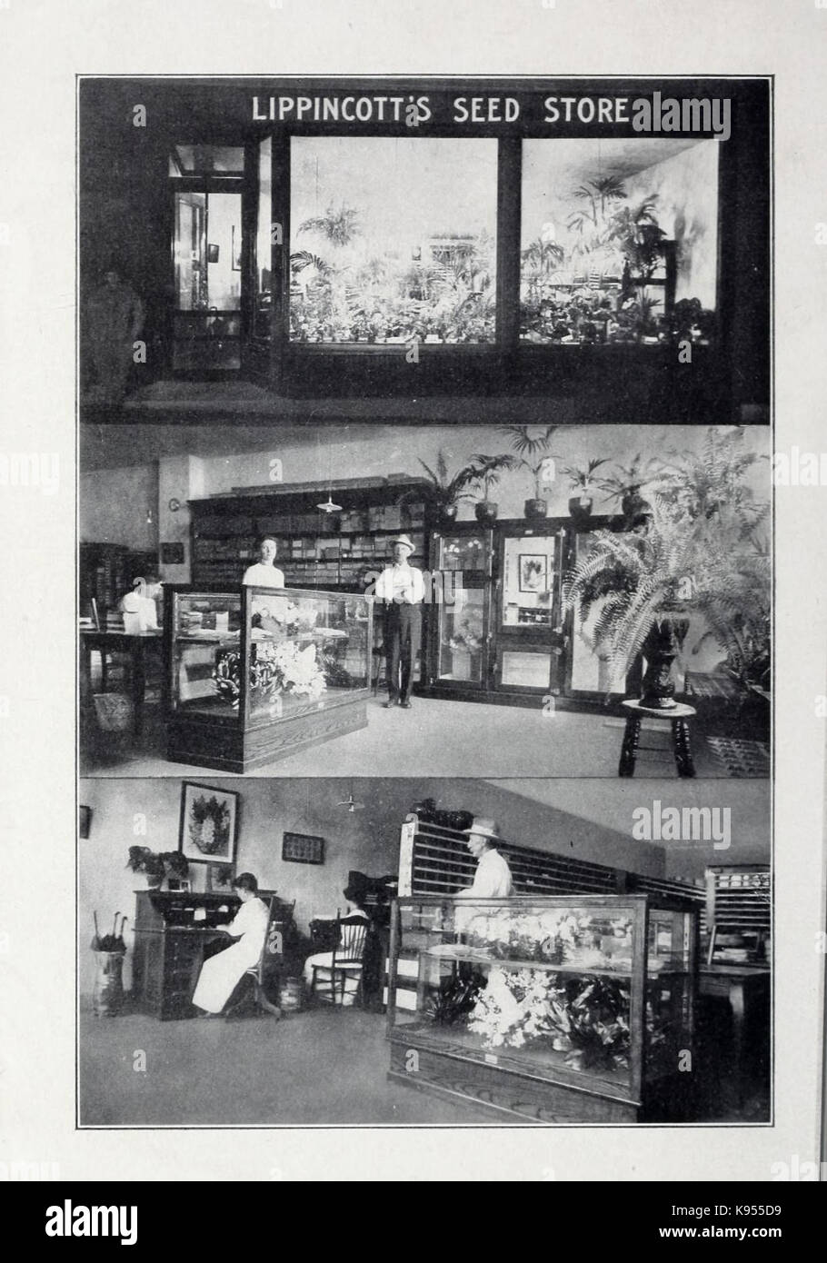 Lippincott Samen (16326349497) Stockfoto