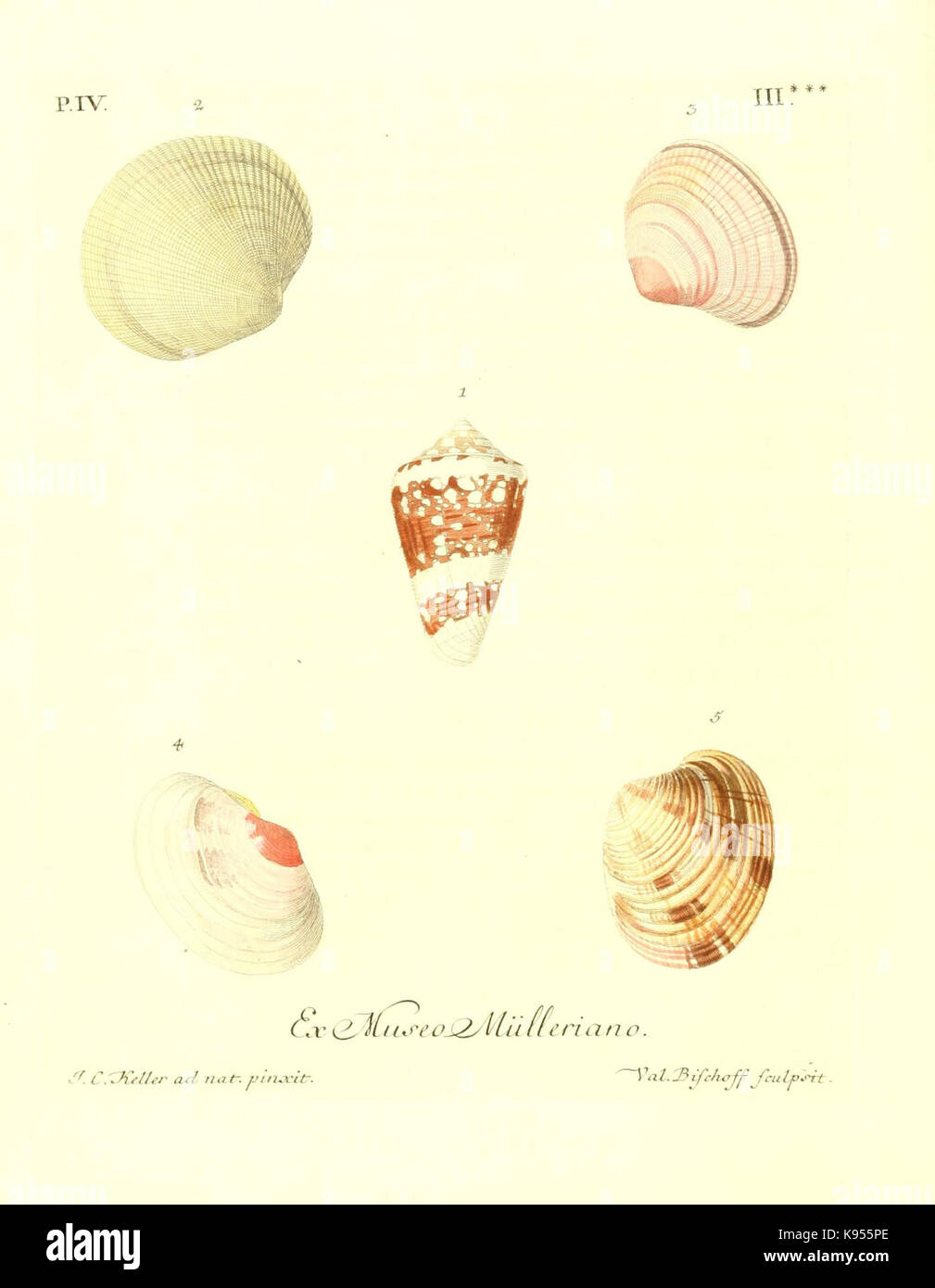 Les Gets Les yeux et de l'esprit, ou, Sammlung generale des differentes especes de coquillages que la Mer renferme (8366877873) Stockfoto