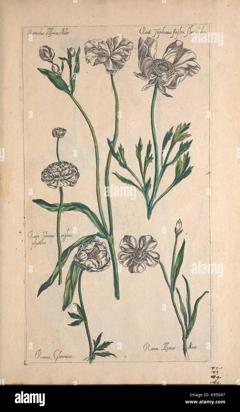 Le Jardin du Roy tres chrestien, Loys XIII, Roy de France et de Navare (Abb. 187) (9236956565) Stockfoto