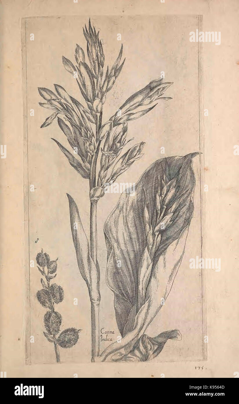 Le Jardin du Roy tres chrestien, Loys XIII, Roy de France et de Navare (Abb. 175) (9236950737) Stockfoto