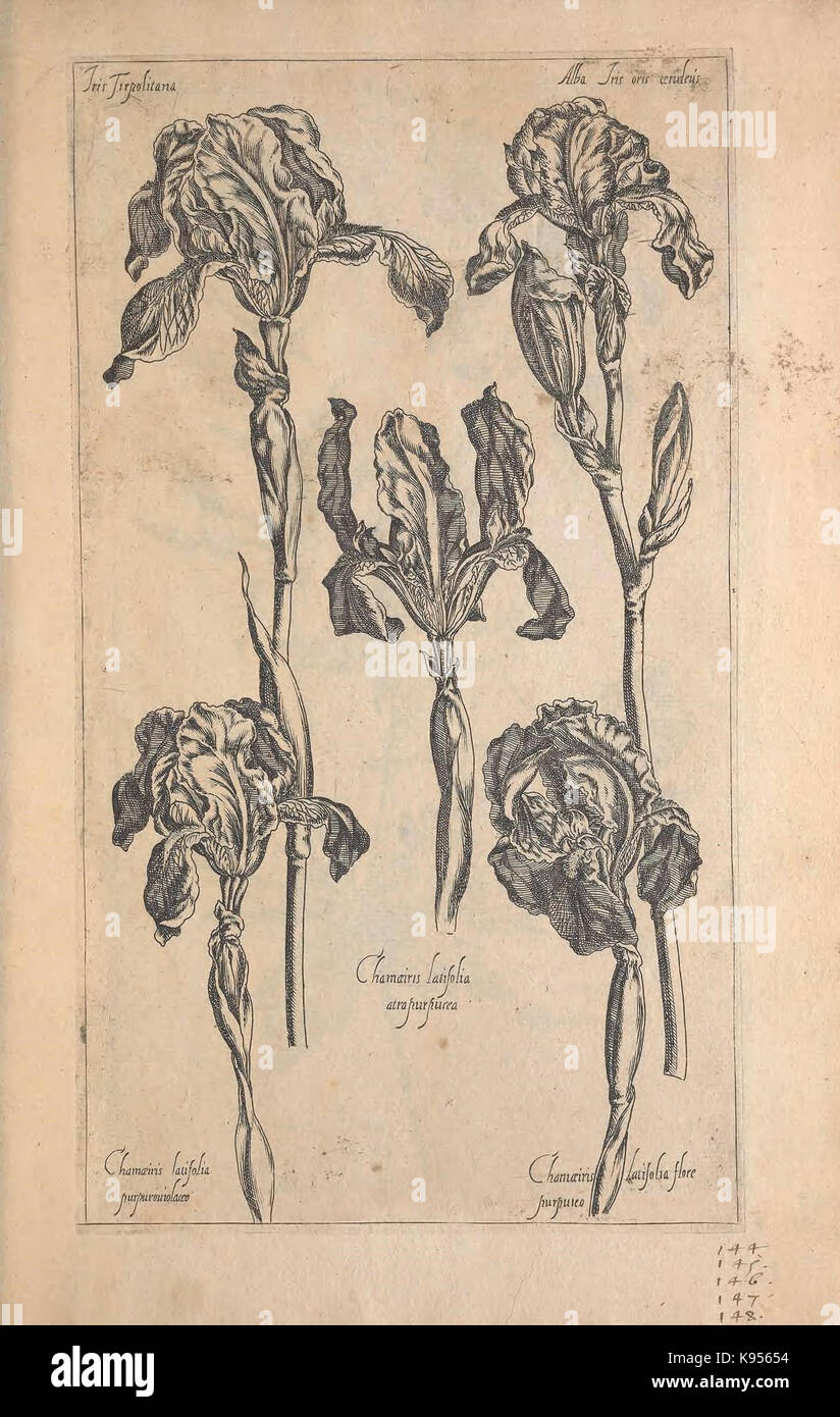 Le Jardin du Roy tres chrestien, Loys XIII, Roy de France et de Navare (Abb. 144 148) (9239713164) Stockfoto