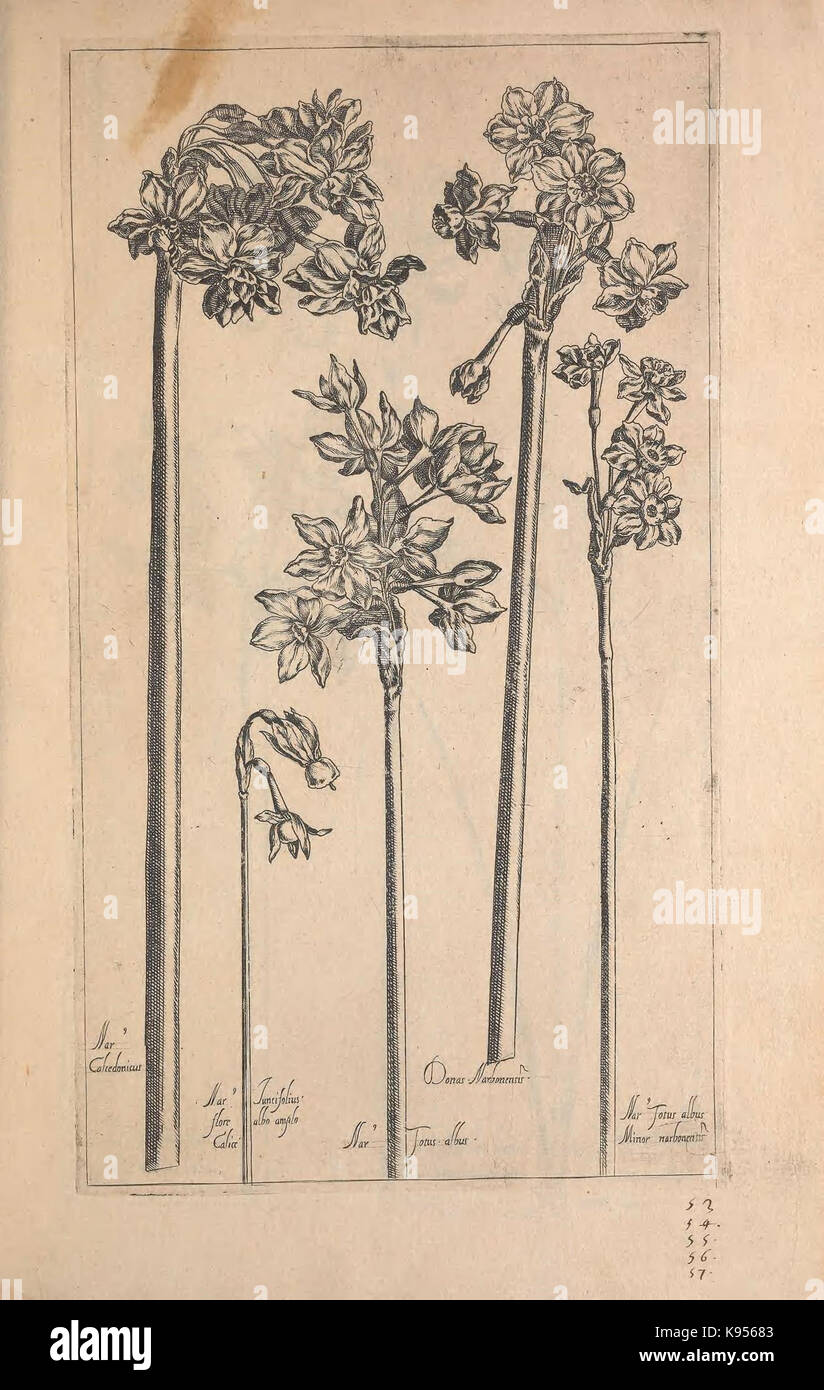 Le Jardin du Roy tres chrestien, Loys XIII, Roy de France et de Navare (Abb. 53 57) (9239666138) Stockfoto