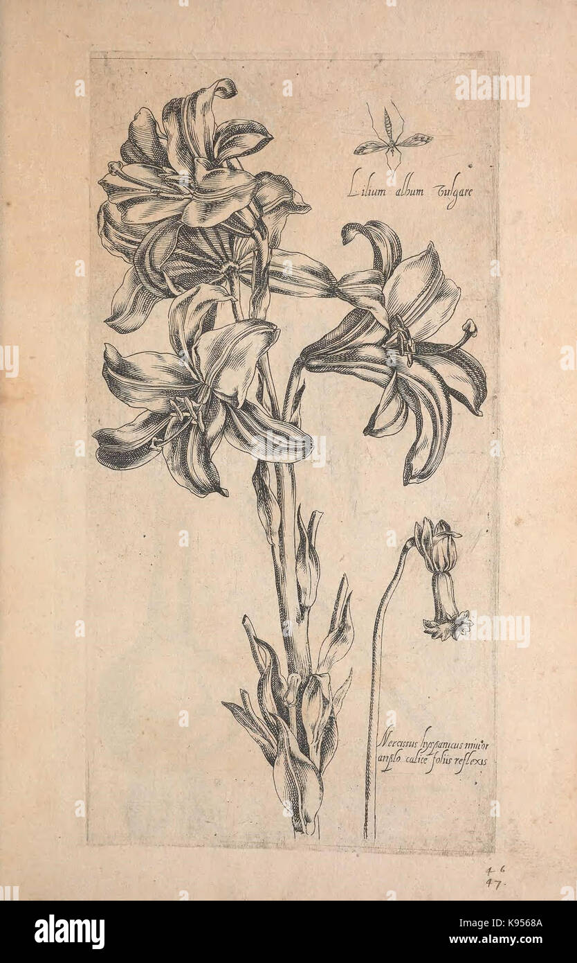 Le Jardin du Roy tres chrestien, Loys XIII, Roy de France et de Navare (Abb. 46 47) (9236880903) Stockfoto