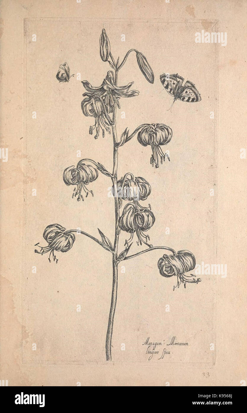 Le Jardin du Roy tres chrestien, Loys XIII, Roy de France et de Navare (Abb. 33) (9239652910) Stockfoto