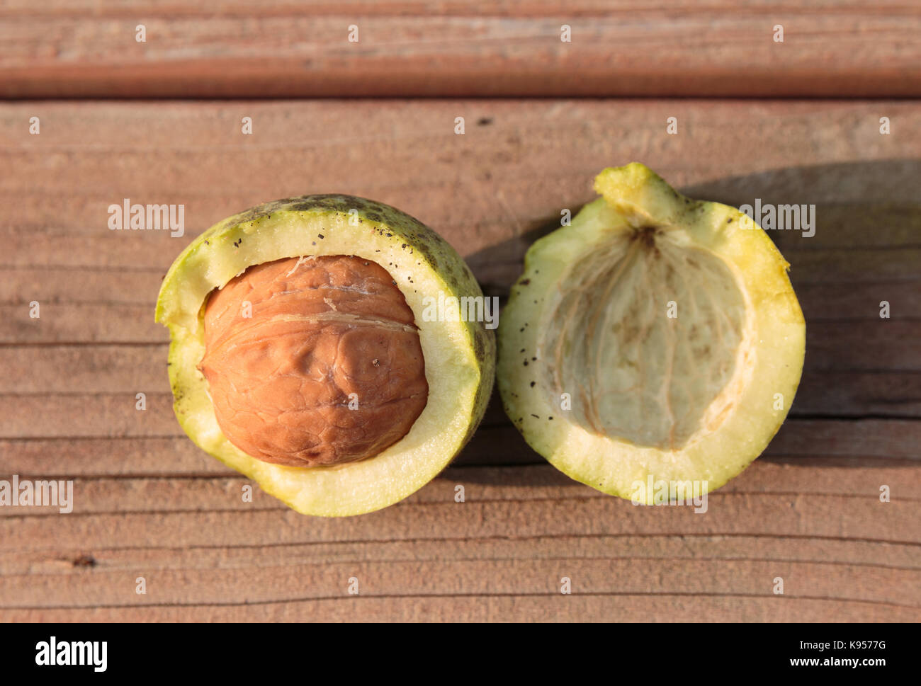 Geschält roh reif grün Nussbaum Stockfoto