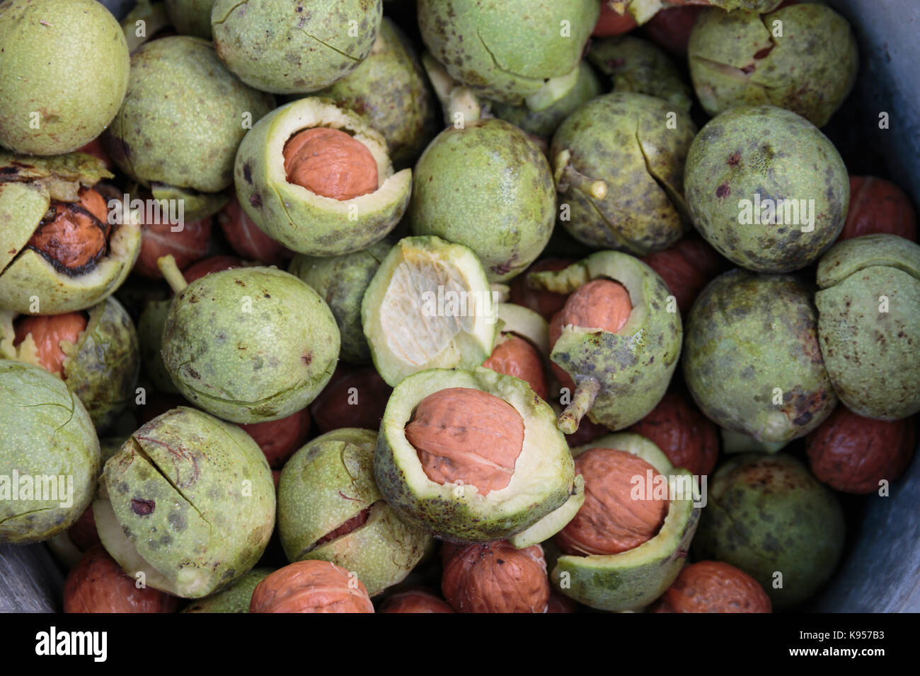 Geschält roh reif grün Nussbaum Stockfoto