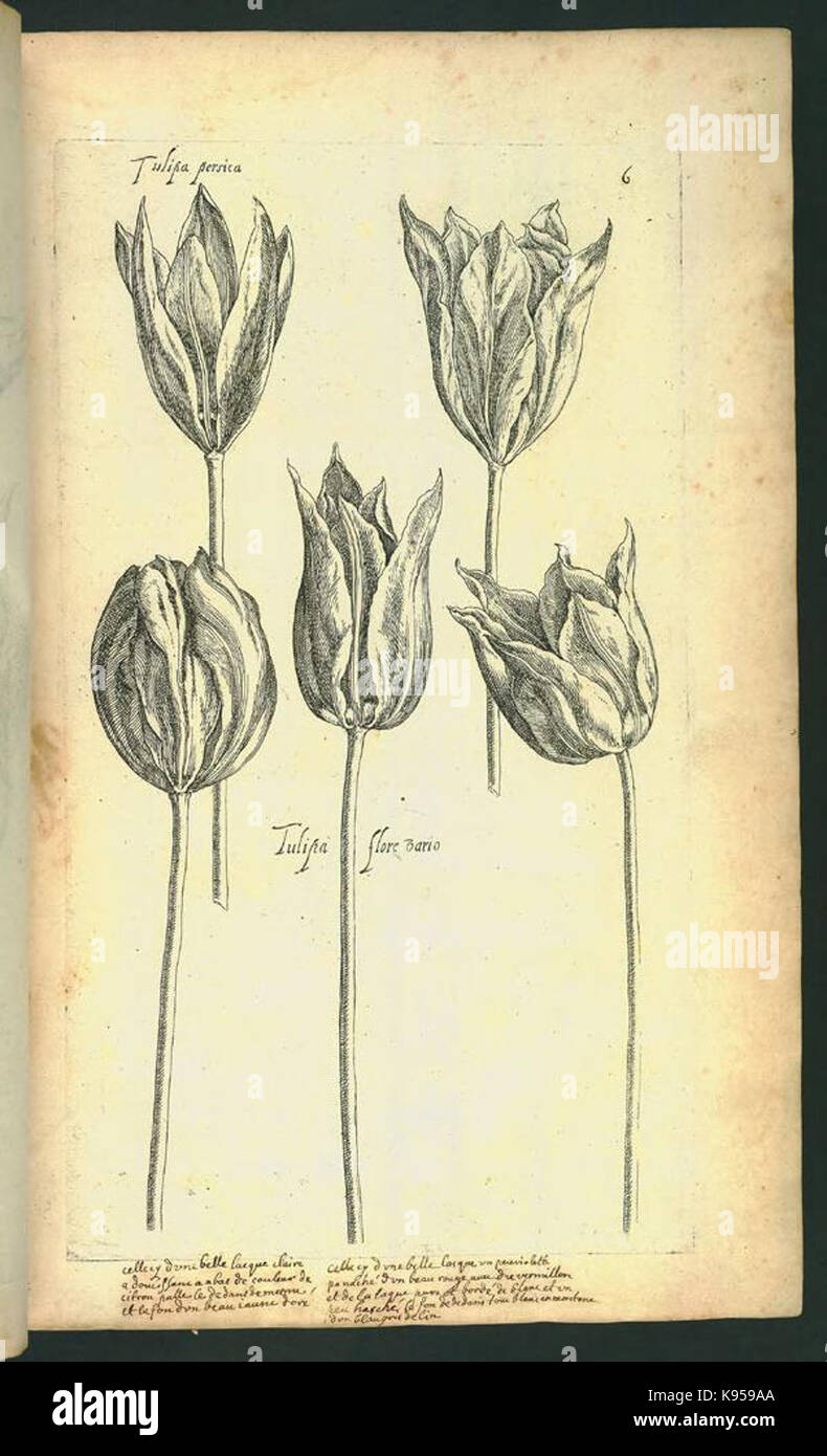 Le Jardin du Roy tres chrestien, Loys XIII, Roy de France et de Navare (Platte 6) BHL 306596 Stockfoto