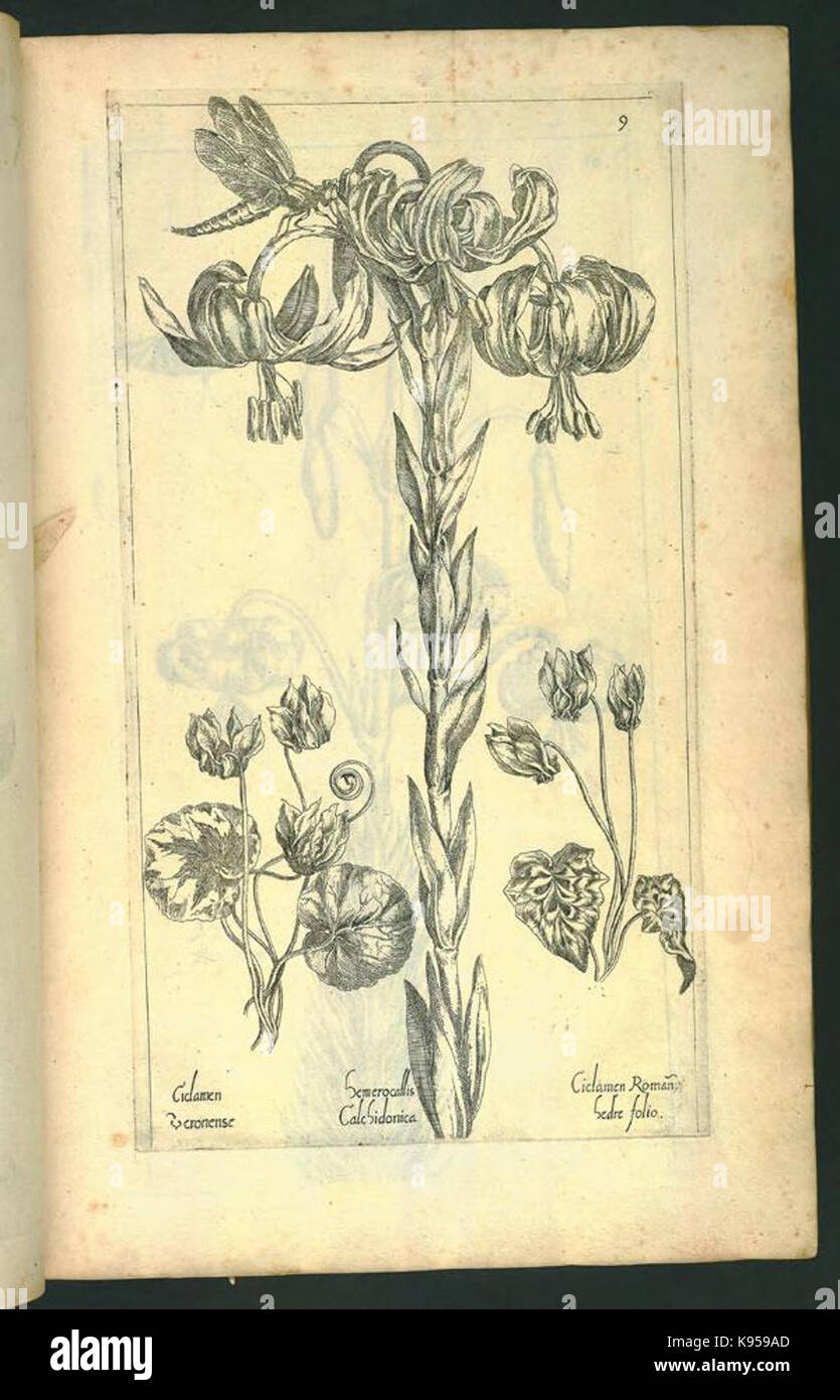 Le Jardin du Roy tres chrestien, Loys XIII, Roy de France et de Navare (Platte 9) BHL 306602 Stockfoto