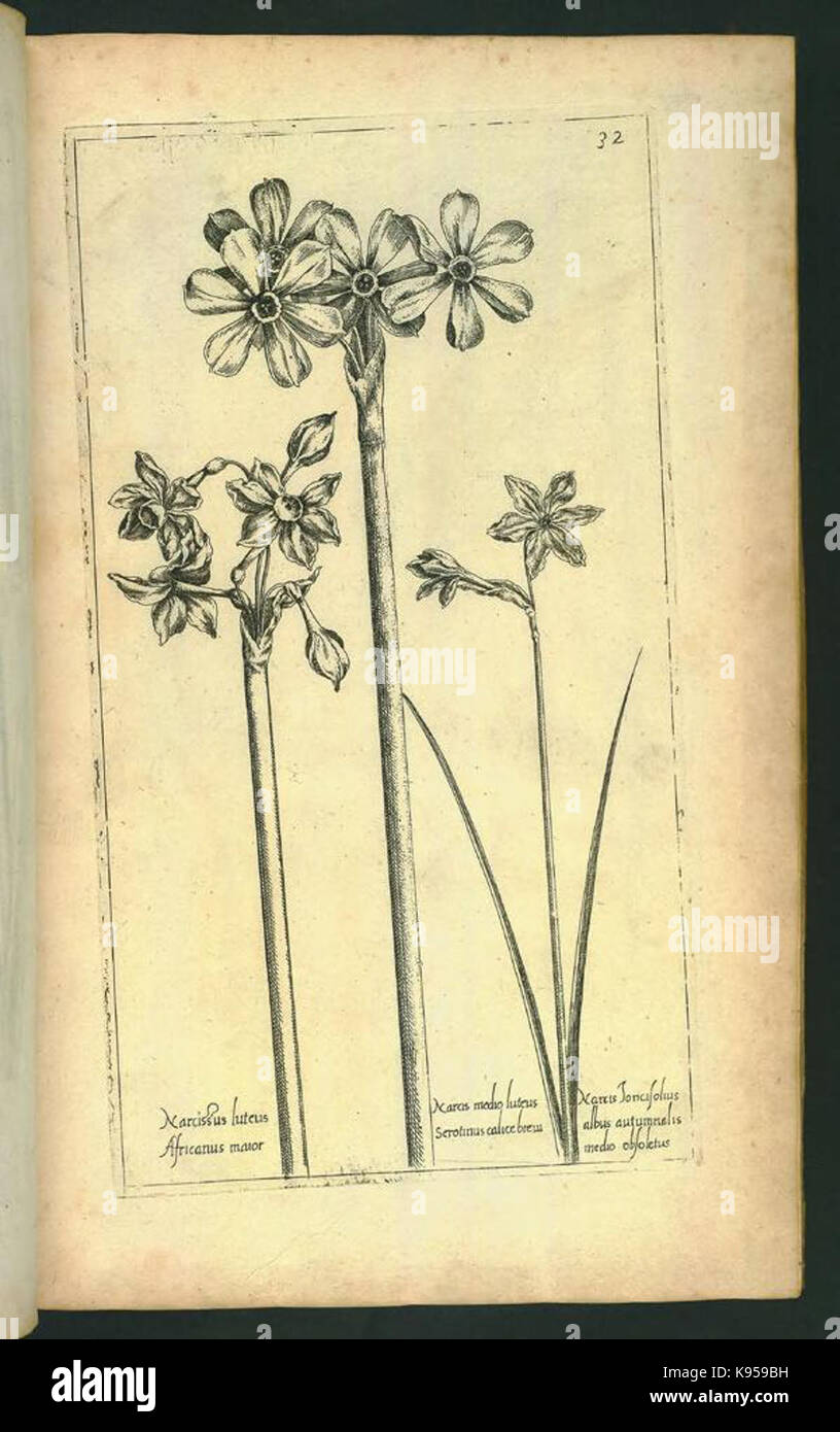 Le Jardin du Roy tres chrestien, Loys XIII, Roy de France et de Navare (Platte 31) BHL 306646 Stockfoto