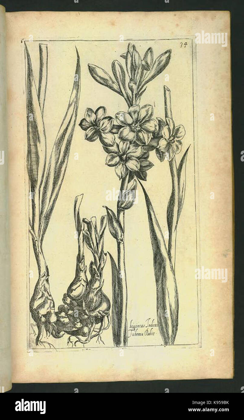 Le Jardin du Roy tres chrestien, Loys XIII, Roy de France et de Navare (Platte 33) BHL 306650 Stockfoto