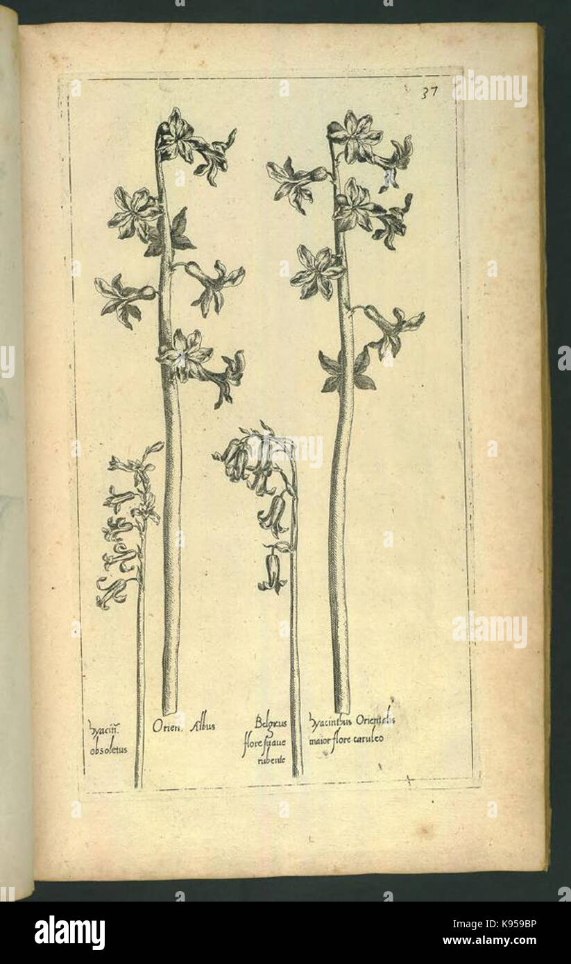 Le Jardin du Roy tres chrestien, Loys XIII, Roy de France et de Navare (Platte 36) BHL 306656 Stockfoto
