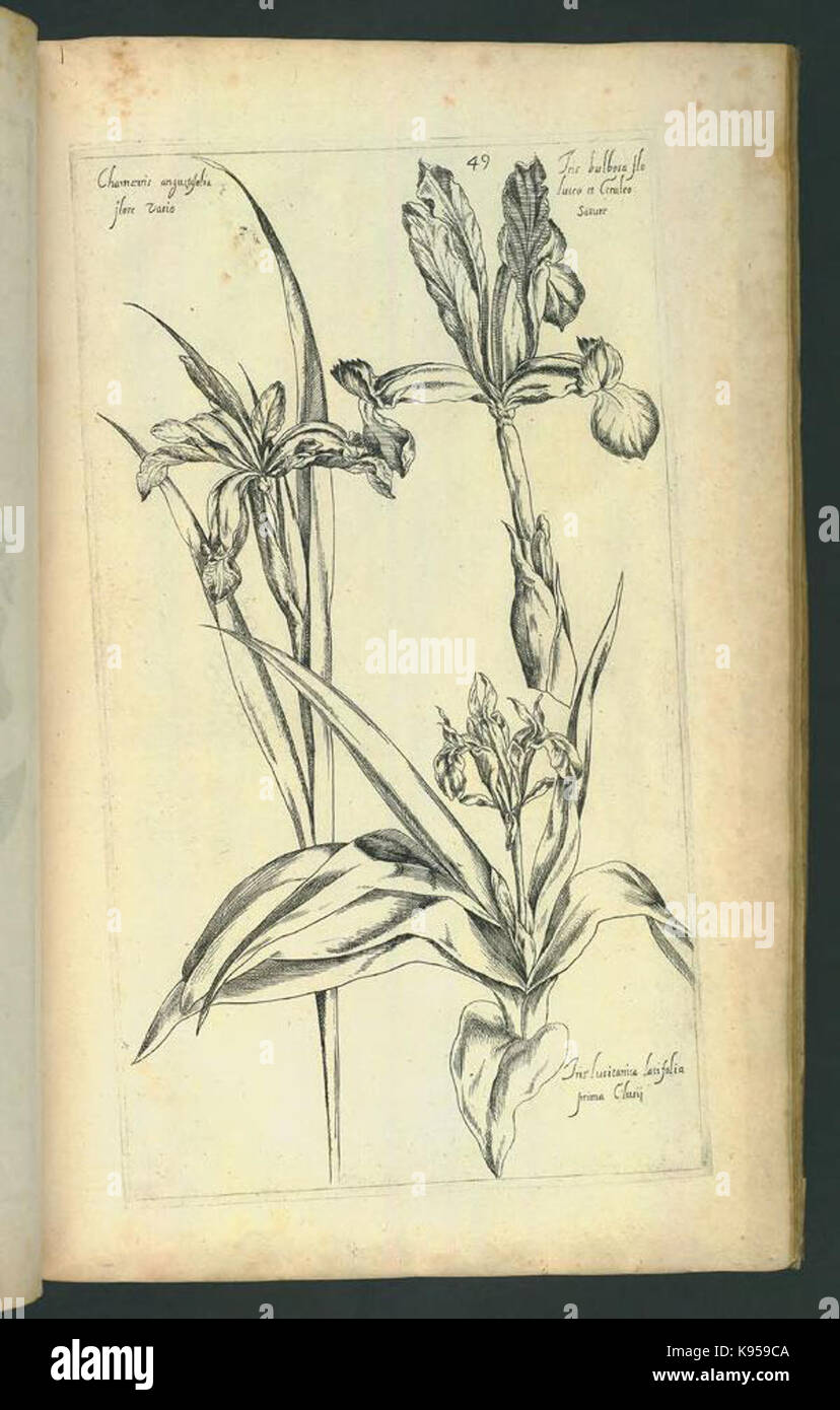 Le Jardin du Roy tres chrestien, Loys XIII, Roy de France et de Navare (Platte 48) BHL 306680 Stockfoto