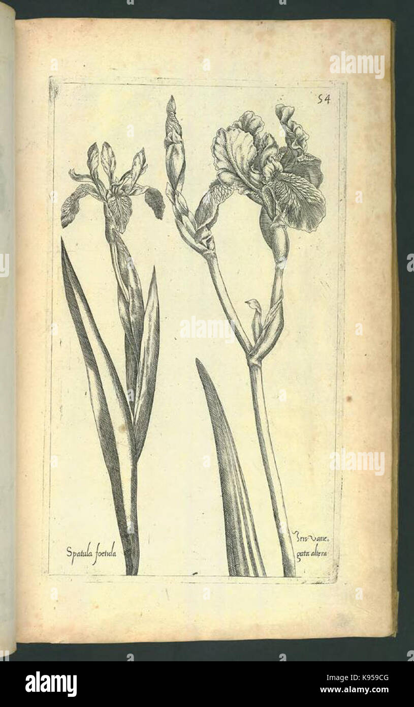 Le Jardin du Roy tres chrestien, Loys XIII, Roy de France et de Navare (Platte 53) BHL 306690 Stockfoto