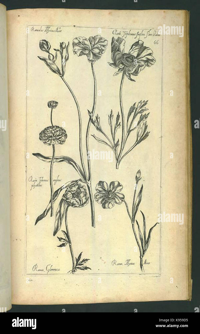 Le Jardin du Roy tres chrestien, Loys XIII, Roy de France et de Navare (Platte 64) BHL 306712 Stockfoto