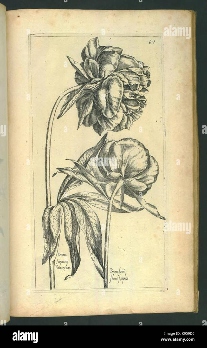 Le Jardin du Roy tres chrestien, Loys XIII, Roy de France et de Navare (Platte 65) BHL 306714 Stockfoto