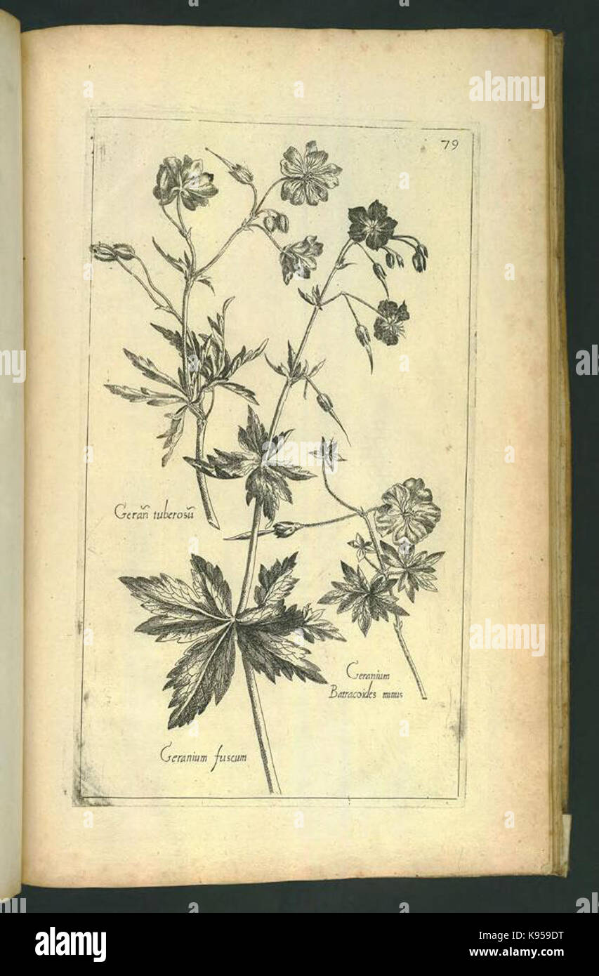 Le Jardin du Roy tres chrestien, Loys XIII, Roy de France et de Navare (Platte 77) BHL 306738 Stockfoto