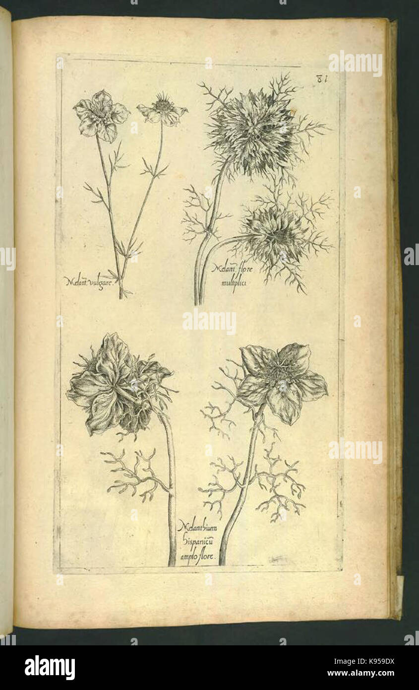 Le Jardin du Roy tres chrestien, Loys XIII, Roy de France et de Navare (Platte 79) BHL 306742 Stockfoto