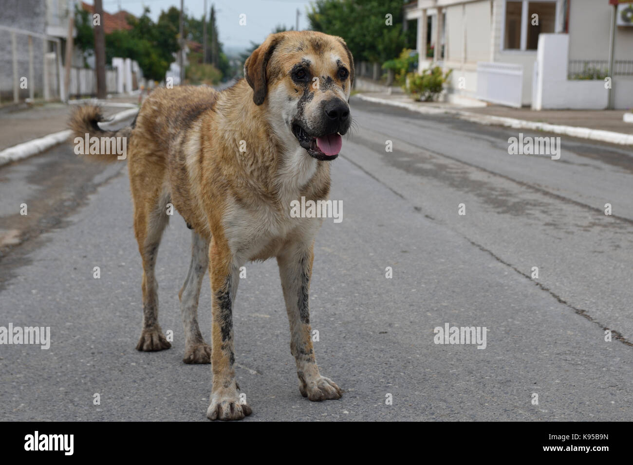 Alte shaggy Dog steht in der Mitte von einem Dorf Straße, Bild aus dem Norden Griechenlands. Stockfoto