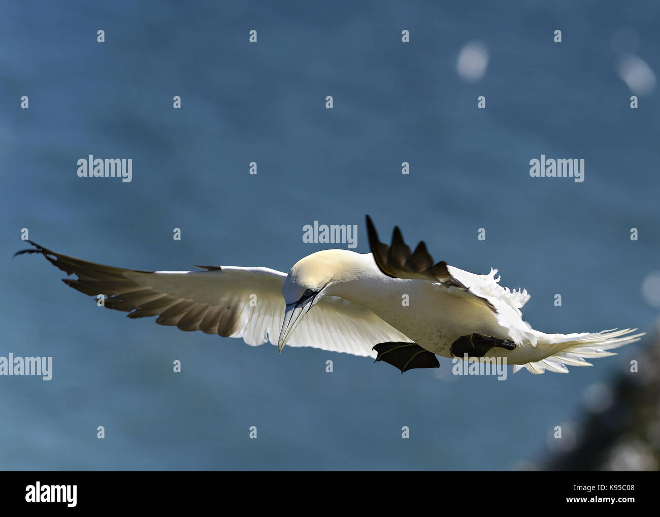 Wild Northern gannet Seabird, abgebildet im Flug anzeigen Schließen Feder detail, Auge und Kopf. Vögel nisten in England. Großbritannien Stockfoto