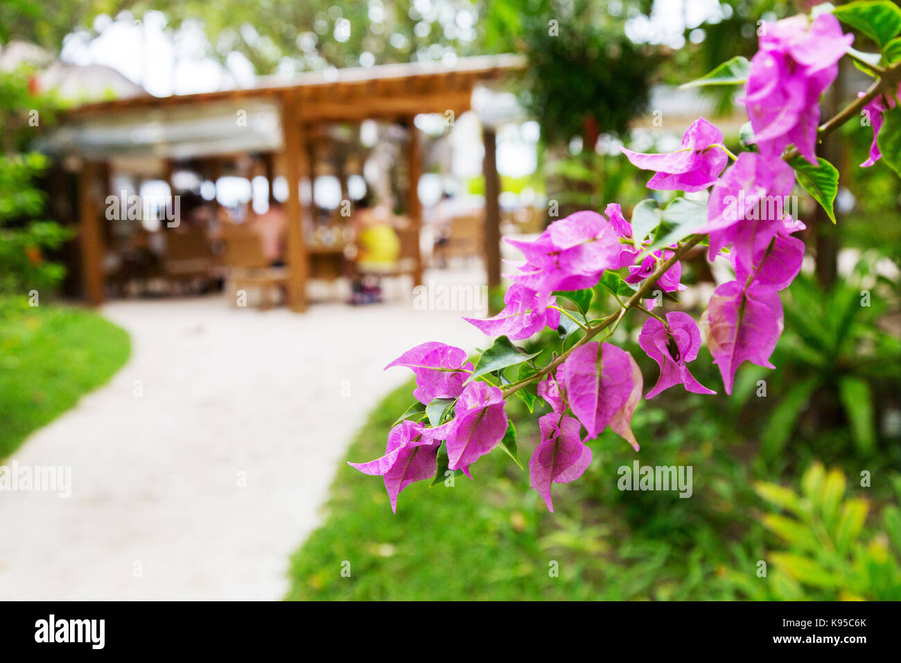 Malediven Resort - Bougainvillea Blumen auf Halaveli Resort Hotel, Malediven, Asien Stockfoto