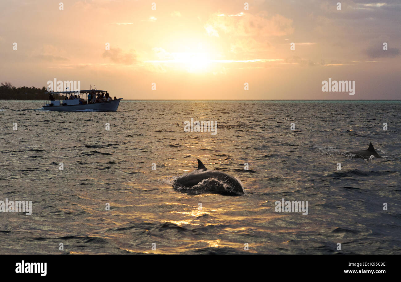 Die Malediven - Touristen Dolphin Watching bei Sonnenuntergang auf einem Delphin Kreuzfahrt, den Indischen Ozean, den Malediven, Asien Stockfoto