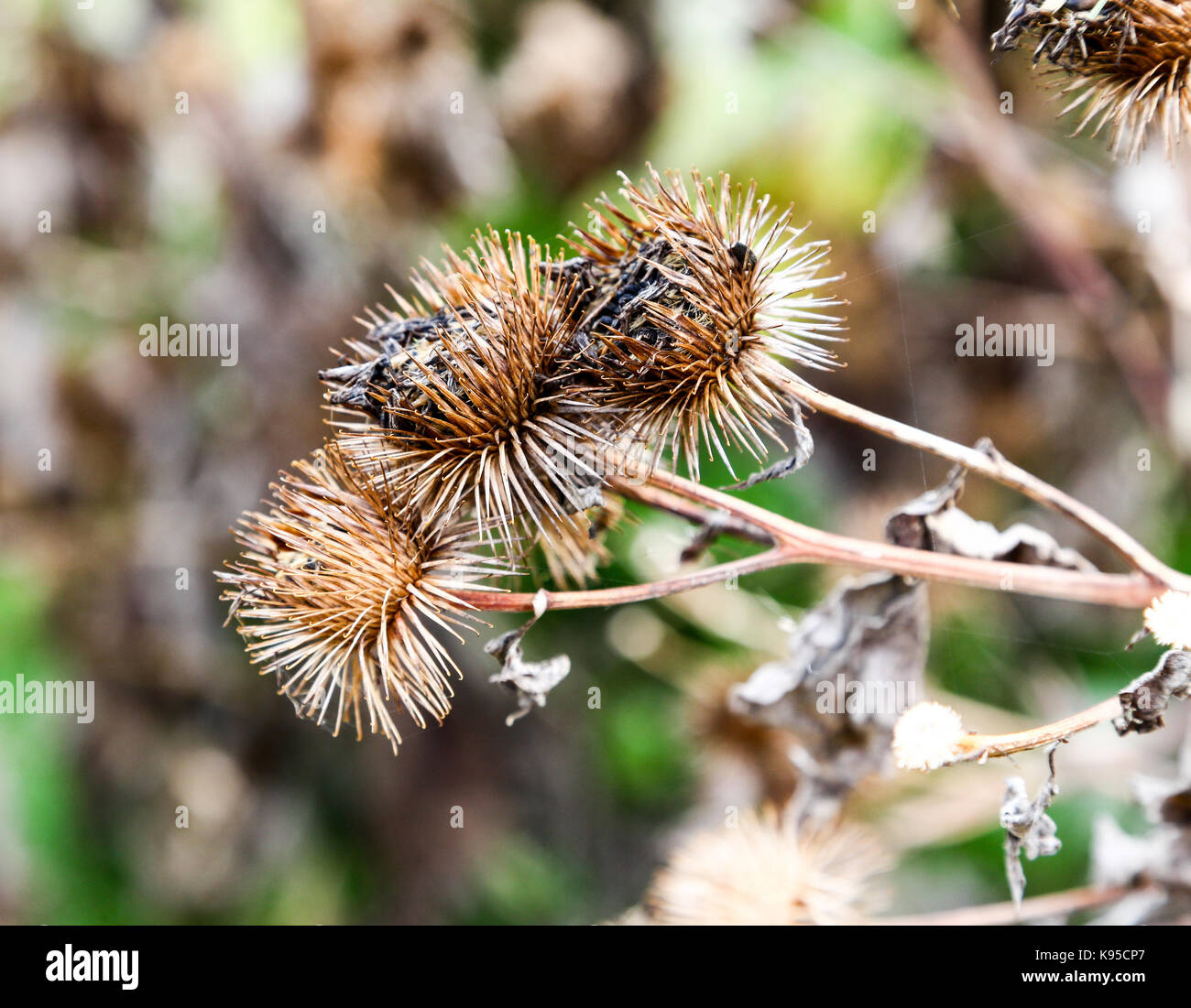 Mit plateausohle Samenkorn-köpfe oder Grate oder Grate eines oder Klette Arctium Anlage Stockfoto