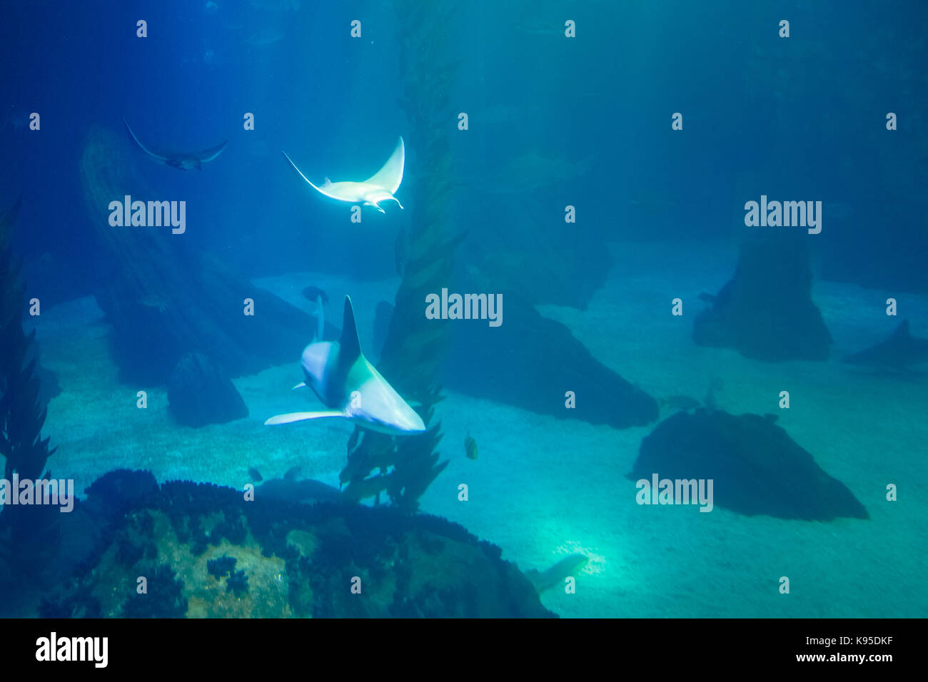 Unterwasser blauem Hintergrund Stockfoto