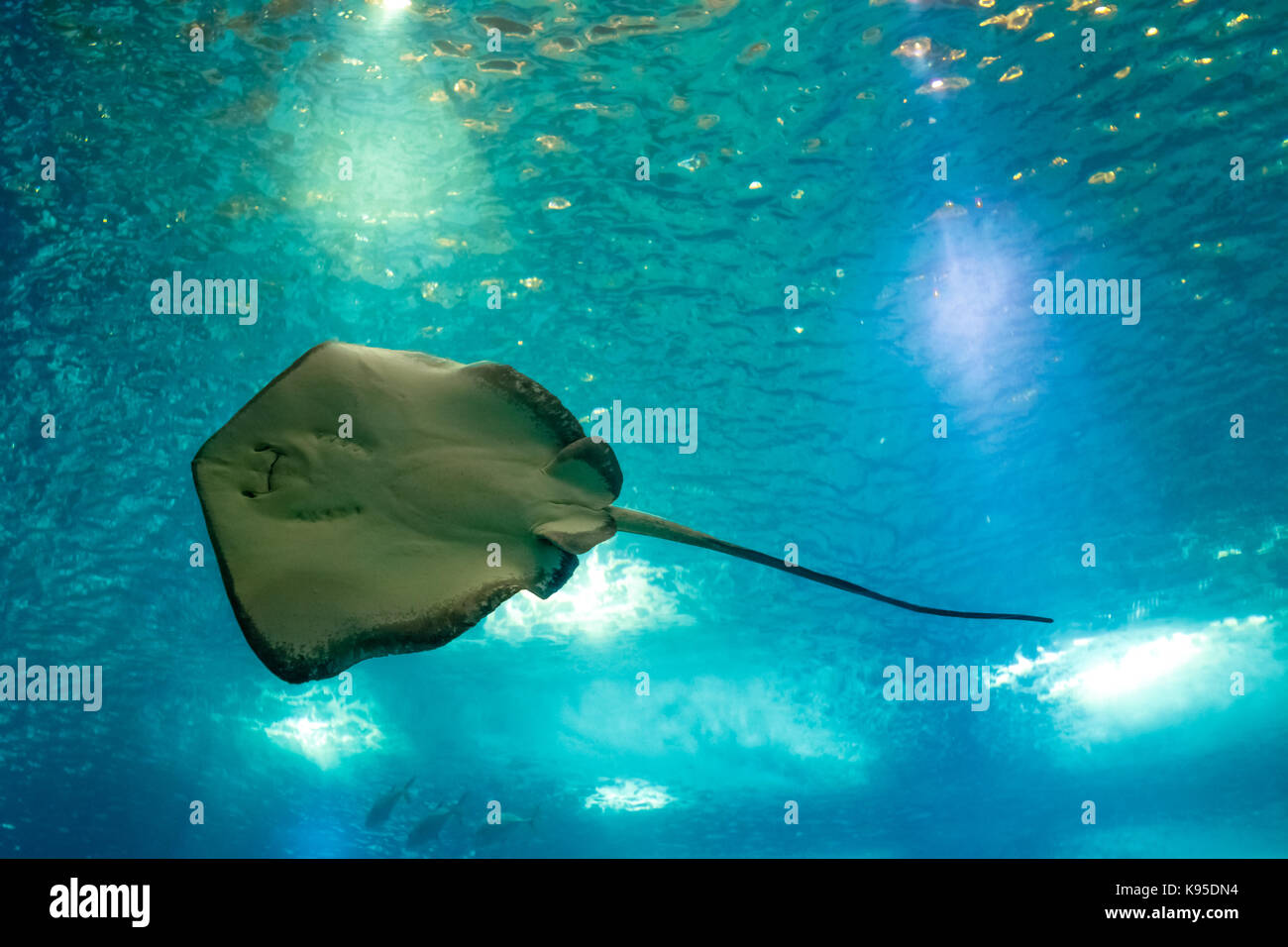 Sting Ray Unterwasser Stockfoto