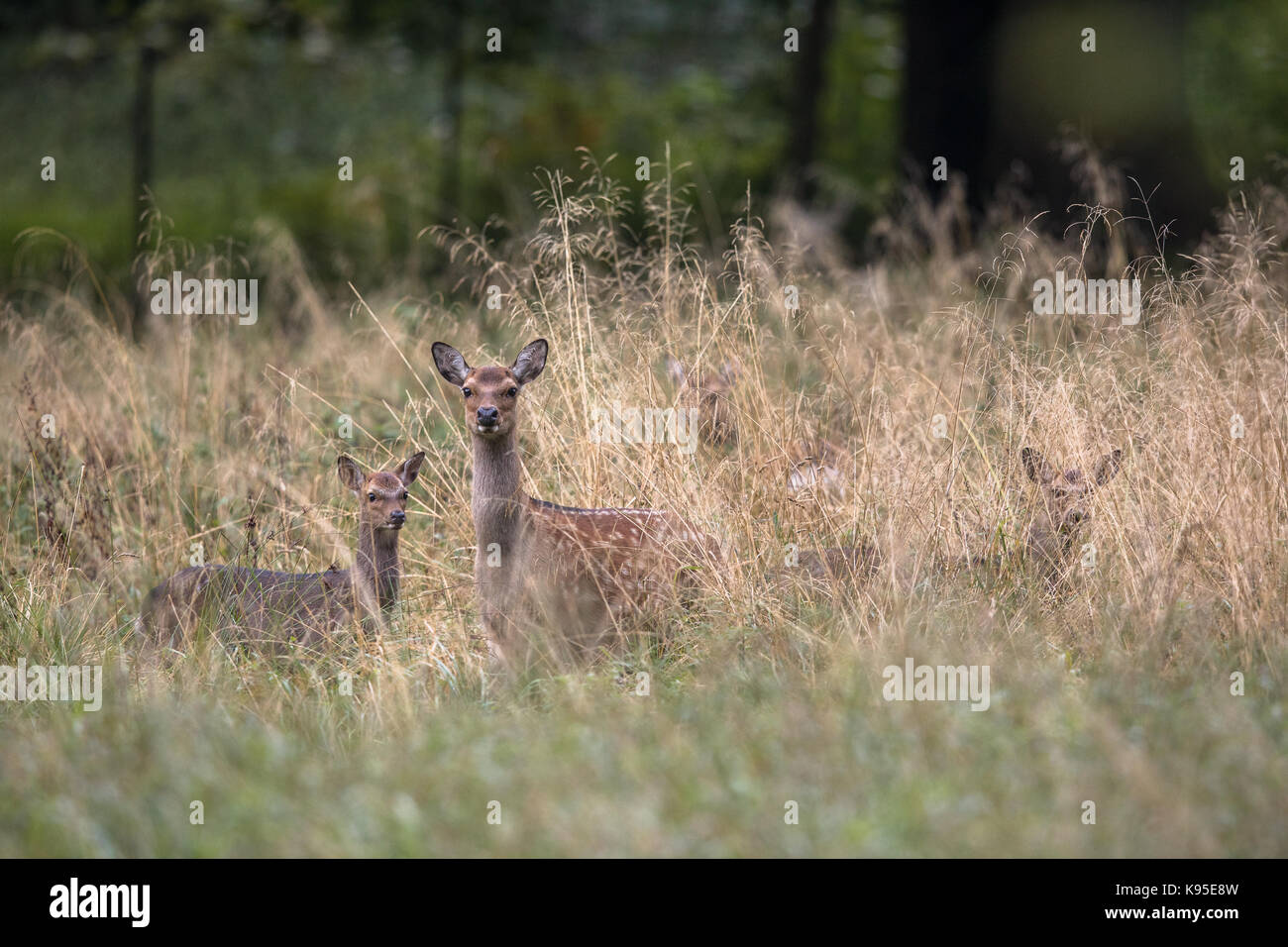 Weibliche sika Reh mit Kitz in einem Wald in Dänemark, Europa Stockfoto