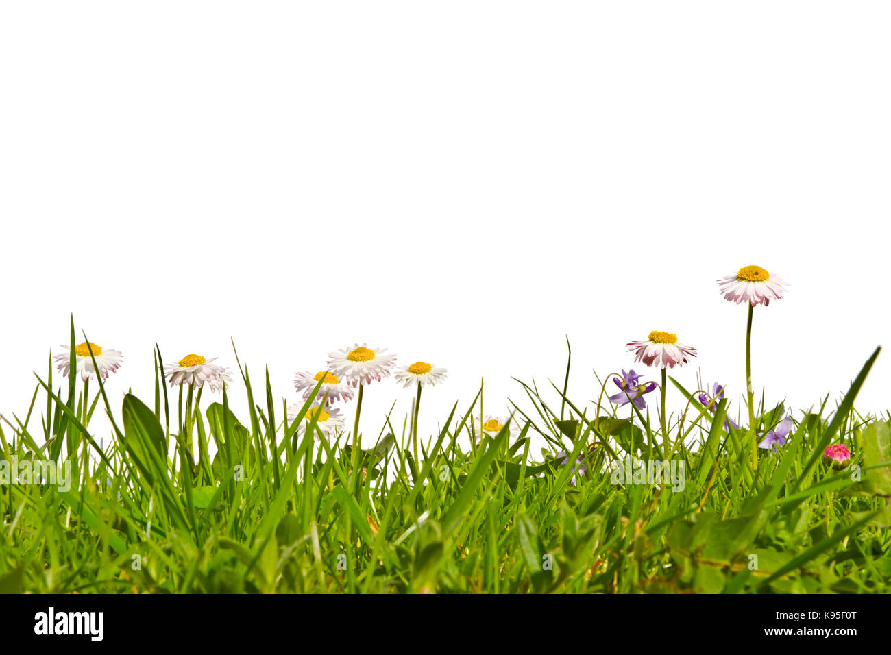 Wiese mit Gänseblümchen und Veilchen auf weißem Hintergrund. Stockfoto