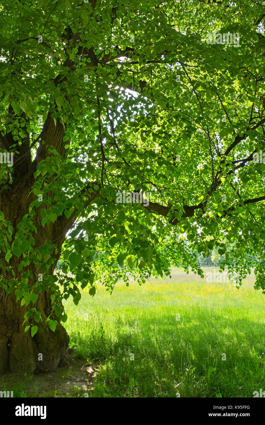 Unter dem grünen Linden auf einem Hintergrund von bunten Wiesen. Schöne Aussicht in den Park an einem sonnigen Frühlingstag. Stockfoto