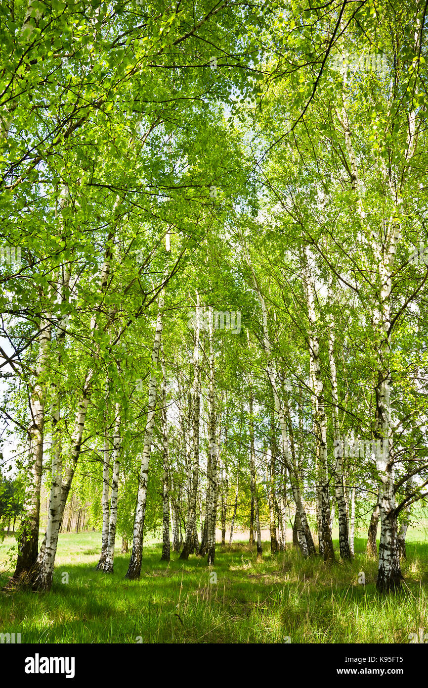 Birch Grove im Frühjahr an einem sonnigen Tag. Stockfoto