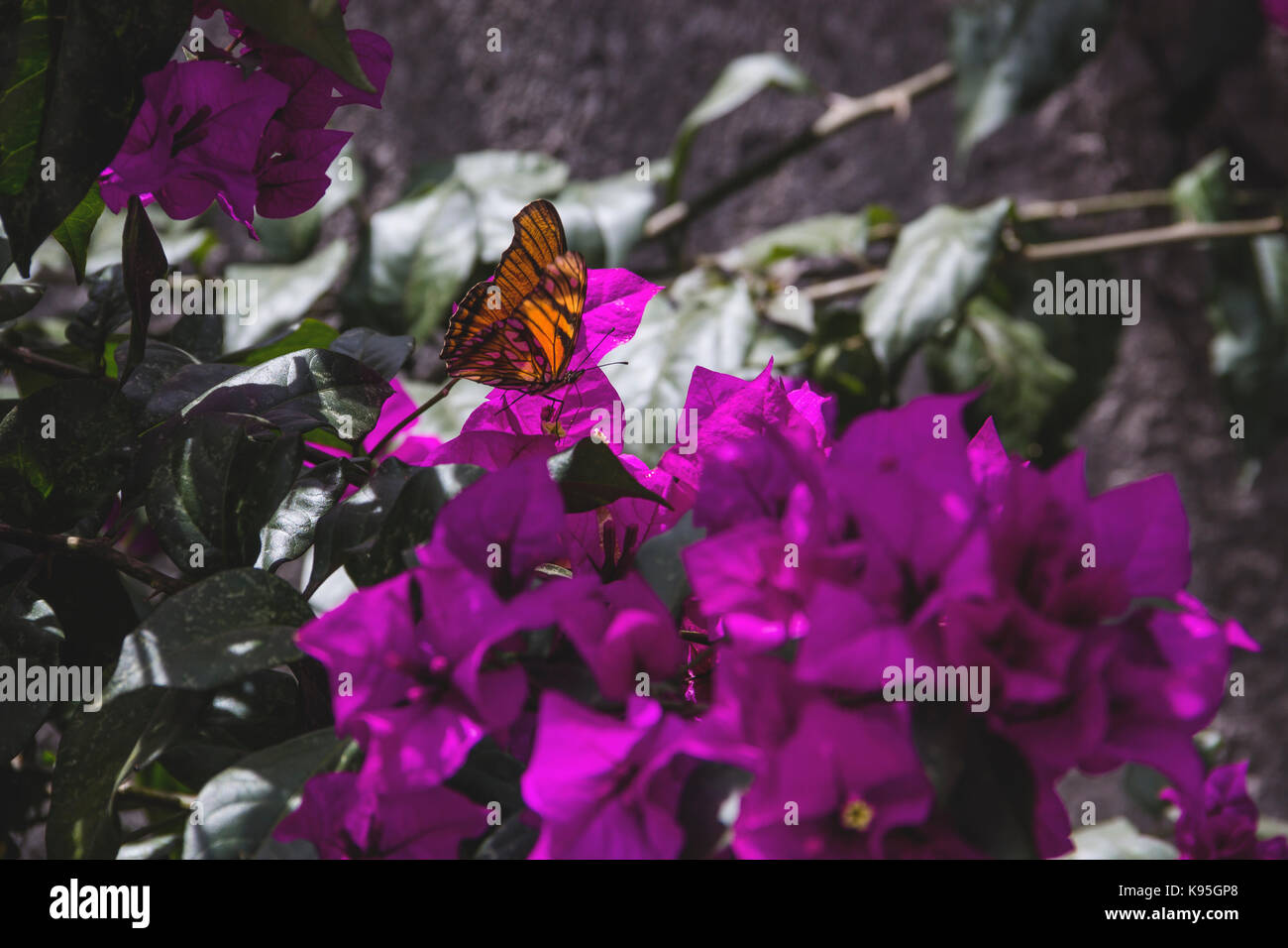 Monarch-Schmetterling Stockfoto