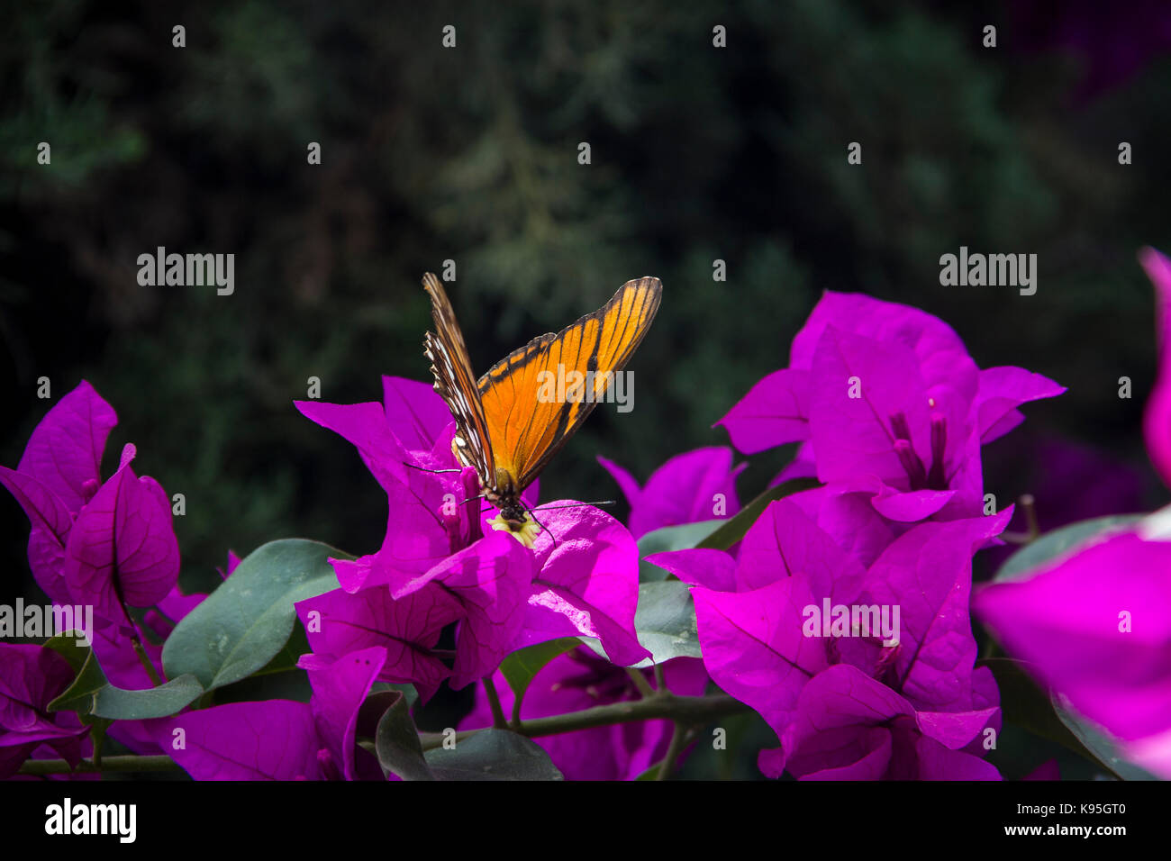 Monarch-Schmetterling Stockfoto