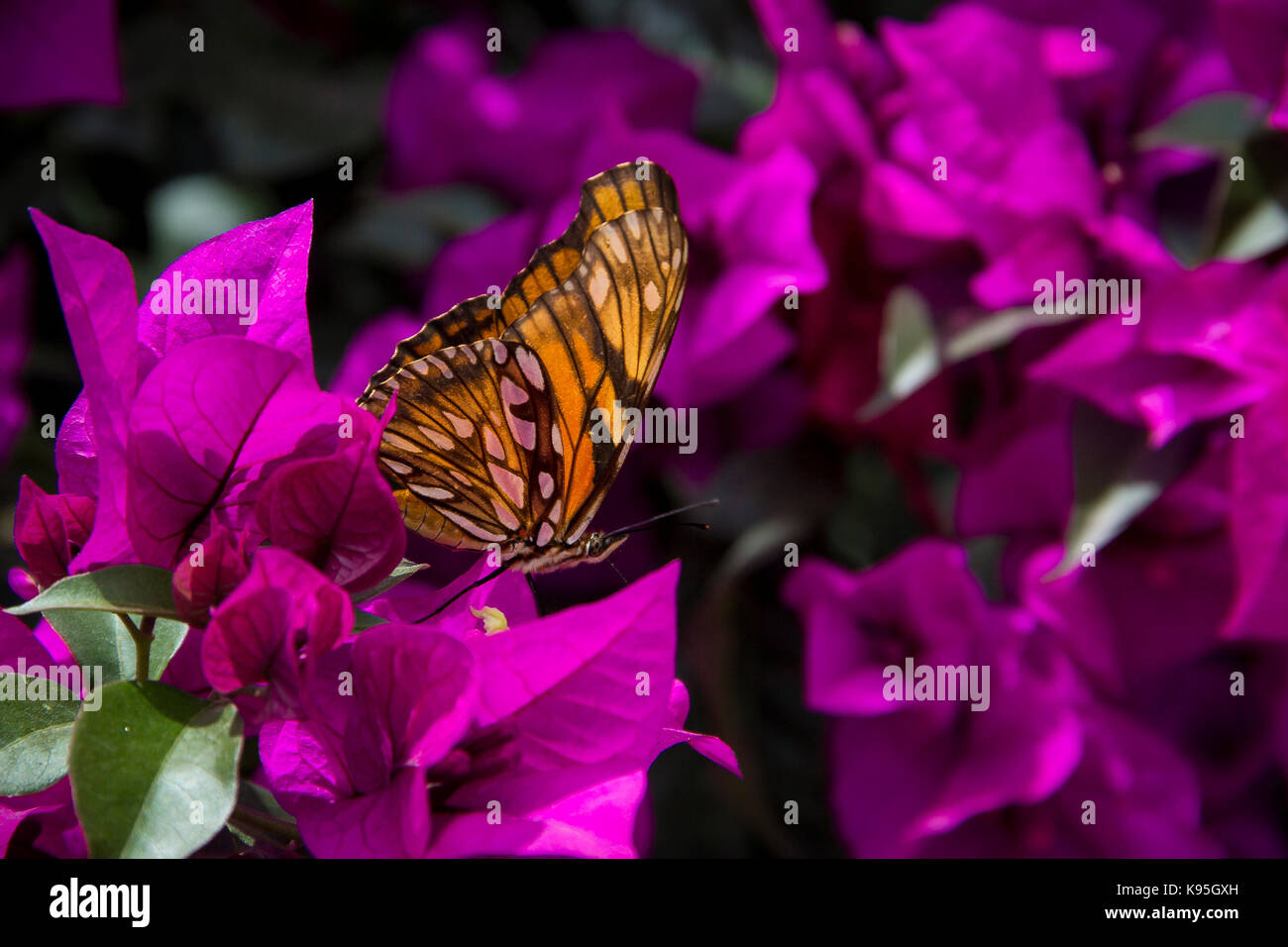 Monarch-Schmetterling Stockfoto