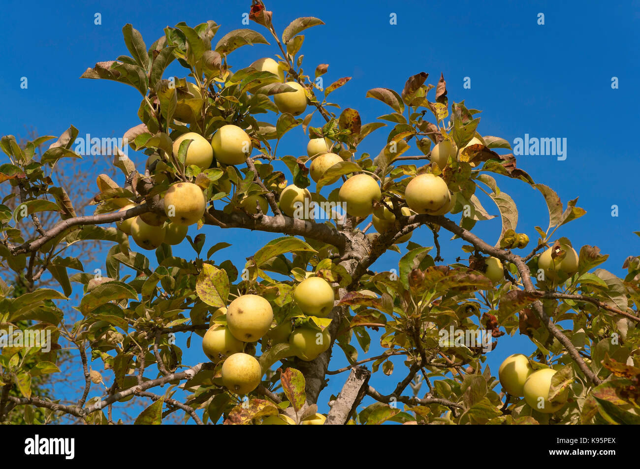 Apple tree, nüchtern, Lugo Provinz, Region Galizien, Spanien, Europa Stockfoto