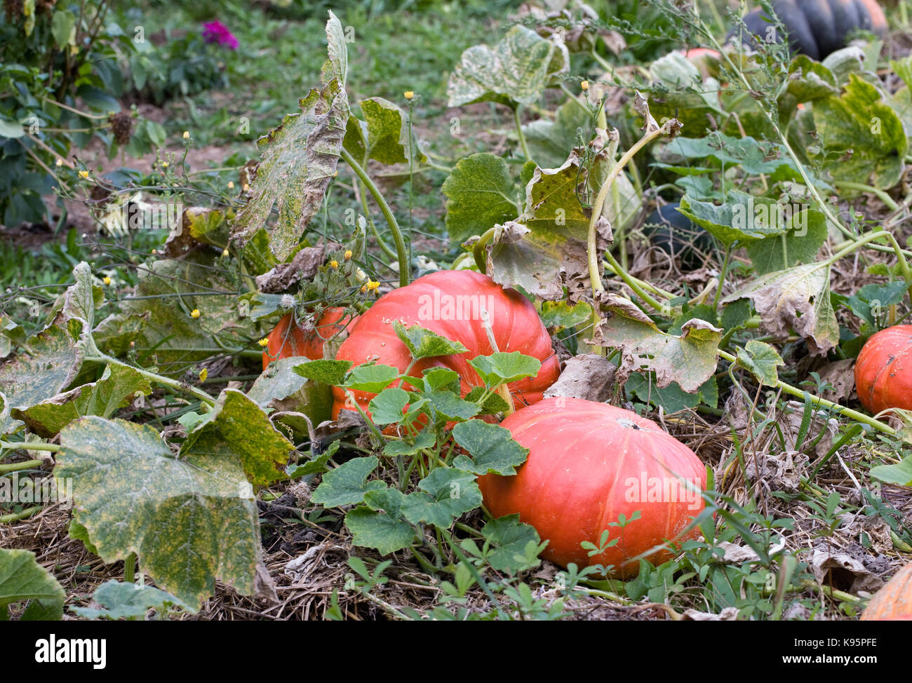 Curcubitas wachsen in einem französischen Garten. Pumpkin Patch. Stockfoto