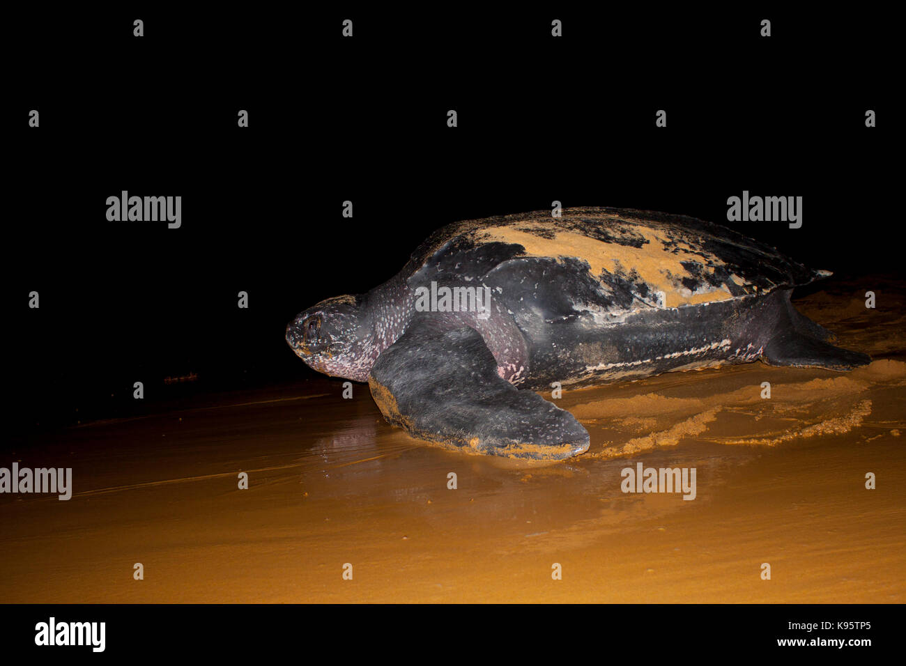 Die leatherback Sea turtle am Strand in Französisch-Guayana Stockfoto