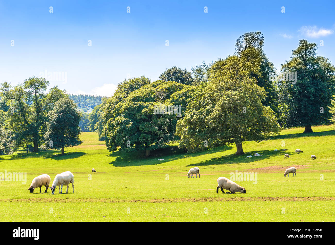 Schafe grasen auf den üppigen Weiden der Derbyshire Dales im Peak District, England. Stockfoto