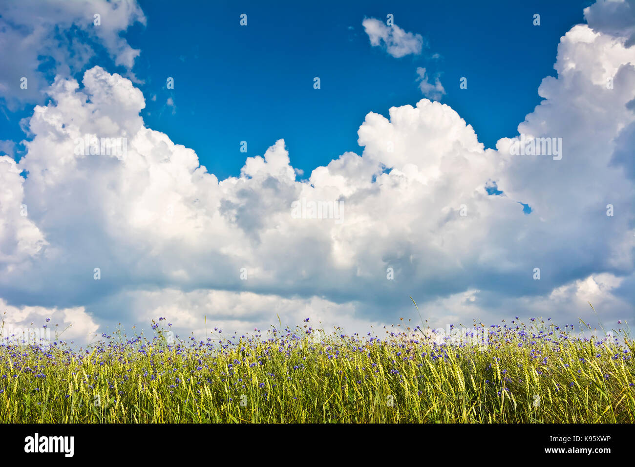 Weizenfeld mit Kornblumen gegen einen blauen Himmel mit Wolken. Ein Sommertag auf dem Land. Stockfoto