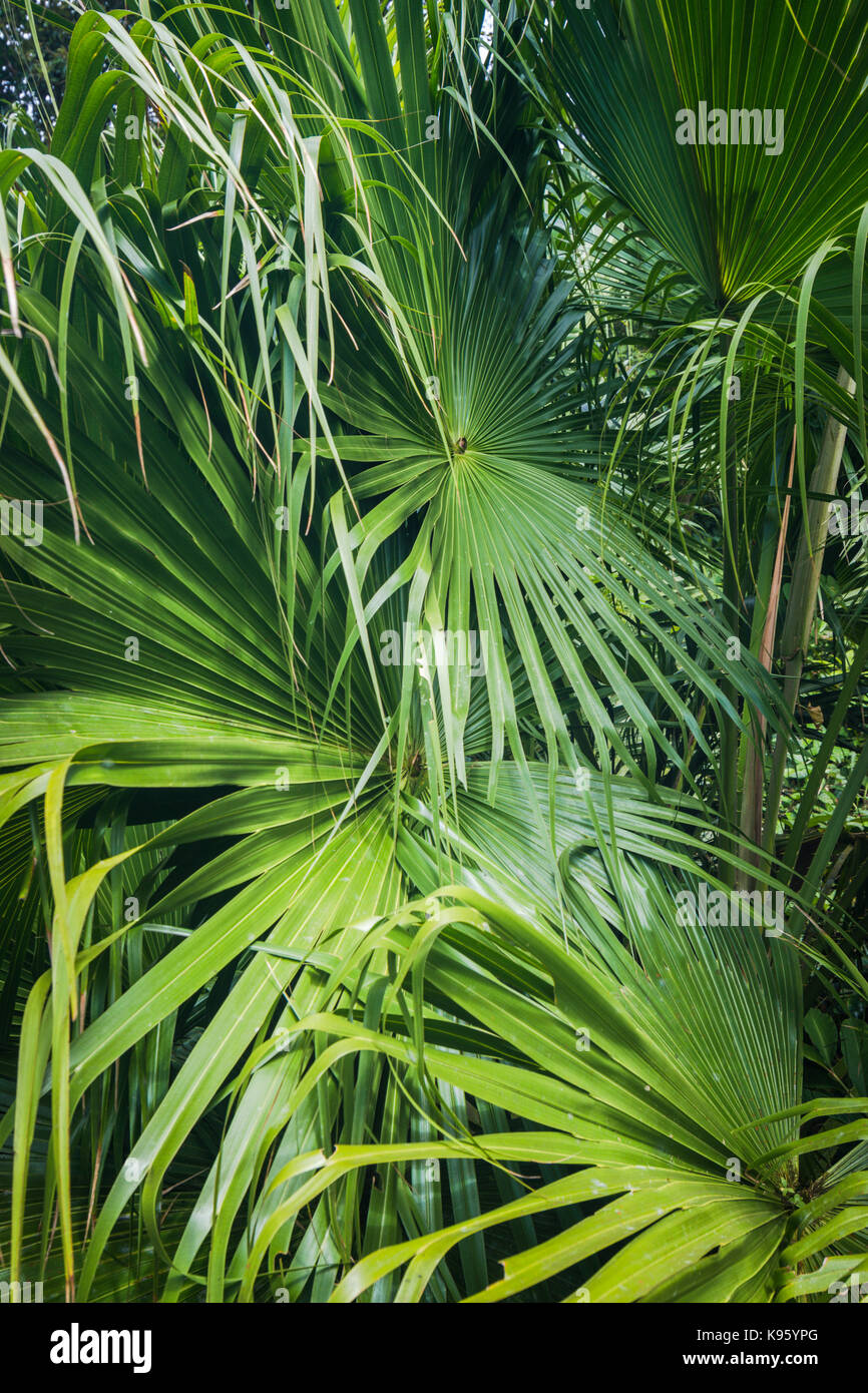 Viel Grün Palm Blätter Stockfoto