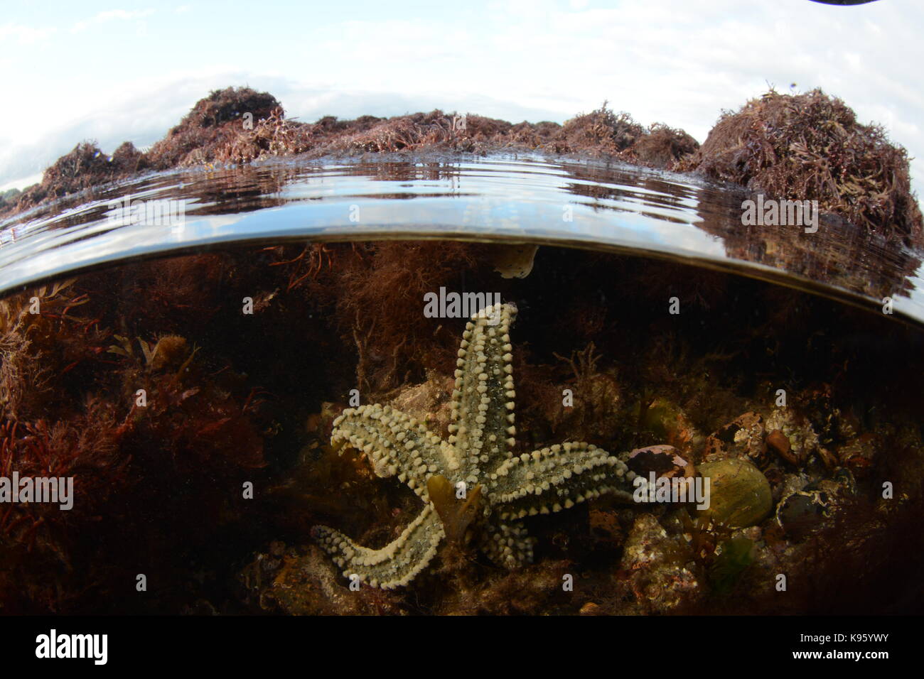 2 Ebenen Bild einer stacheligen Seestern in einem rockpool, North Wales Stockfoto