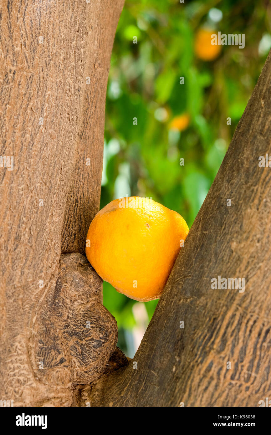 Orangen in einem Baum, Marrakesch Stockfoto